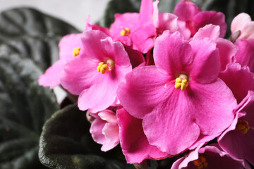 Beautiful violet flowers, closeup. Plant for house decor