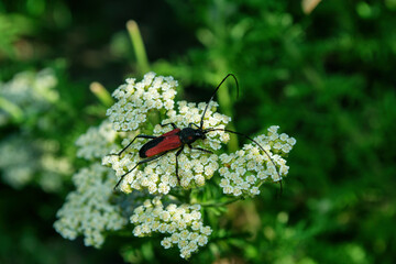 Red-black longhorn beetle (Latin: Purpuricenus budensis) on white flower on green leaves background, close up.