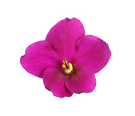 Naklejka na ściany i meble Pink flower of violet plant isolated on white