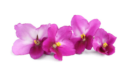 Fototapeta na wymiar Pink violet flowers isolated on white. Delicate house plant