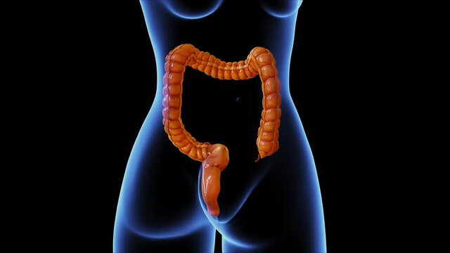 female large intestine anatomy 3d