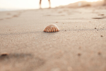 Couple in love on the beach celebrating valentines day with seashell with selective focus, summer love at sunset