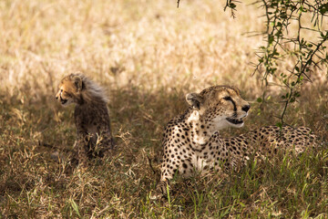 Cheetah together with her cubs in the grass during safari at Serengeti National Park in Tanzania. Wild nature of Africa..