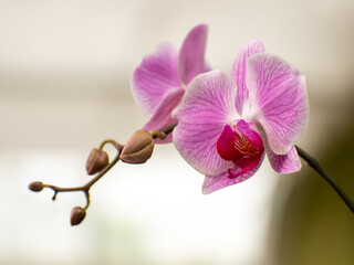 Fototapeta na wymiar Blooming Purple Orchids in the Greenhouse
