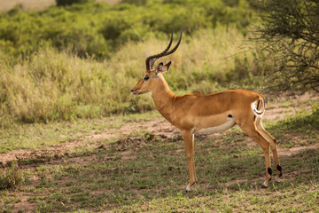 Naklejka na ściany i meble Closeup of Impala image taken on Safari located in the Serengeti, National park, Tanzania. Wild nature of Africa.