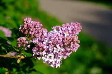 close up of a lilac flower