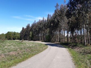 Fototapeta na wymiar Eucaliptos en el margen de una pista forestal en Galicia
