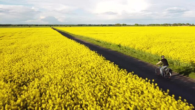 Aerial view of a cyclist riding in between two canola fields