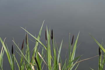 stalks of grass on the background of the lake