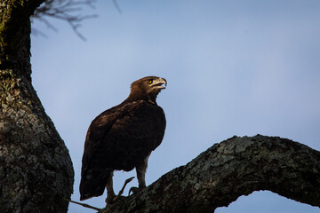 Hawk resting on a tree in Serengeti National Park in Tanzania during safari with blue sky in background