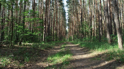 Road in pine forest on a sunny spring day