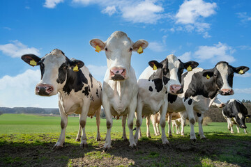 Weidehaltung  - neugierige Kühe stehen auf einer Weide in einer kuriosen Formation.