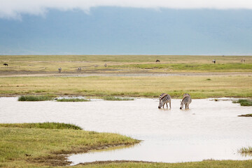 African zebras at beautiful landscape in the Ngorongoro National Park. Tanzania. Wild nature of Africa..