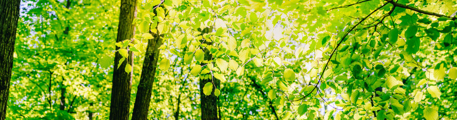 Beautiful panoramic spring scenery with green leaves and bokeh background