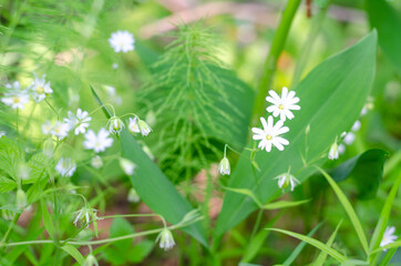 White lily of the valley flowers in the forest in a glade in the rays of sunlight.