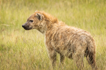 Hyena in the grass during safari in National Park of Ngorongoro, Tanzania. Wild nature of Africa
