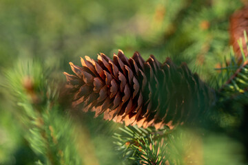 Naklejka na ściany i meble Fir cone on a branch close-up through blurry needles. 