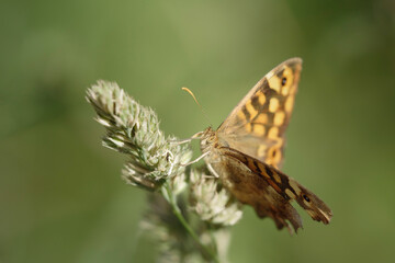 Fototapeta na wymiar Macro of a butterfly
