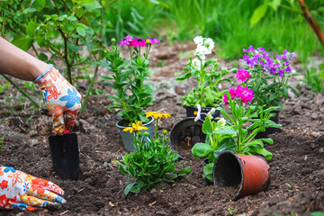 The girl plants flowers in the flowerbed. Selective focus