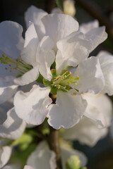 Close up of blossoming Quince (Cydonia oblonga).
