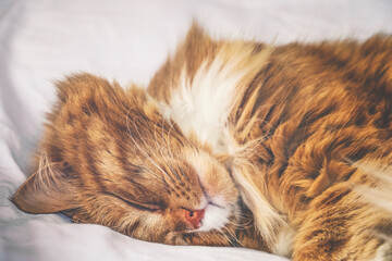 Fototapeta na wymiar Close-up of cute red cat sleeping on white blanket on the bed.