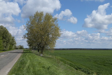 Fototapeta na wymiar Green field and trees near the road