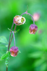 Macrophotographie de fleur sauvage - Benoîte des ruisseaux - Geum rivale