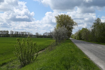 Fototapeta na wymiar Green field and trees near the road