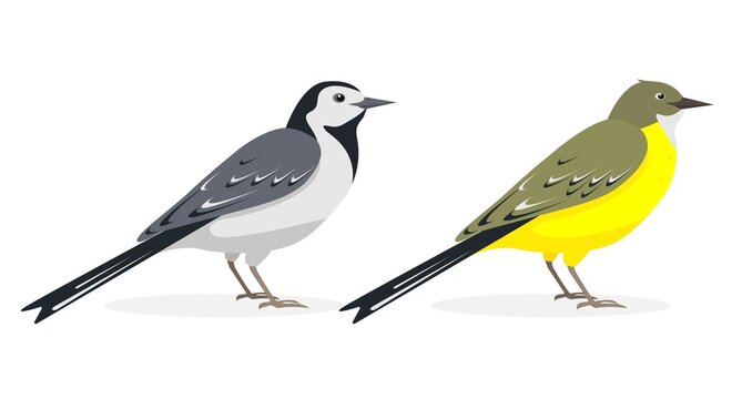 White and yellow wagtail birds isolated on white