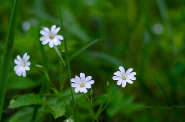 White flowers in the forest in a clearing against a background of dark green grass. Spring meadow, summer concept.