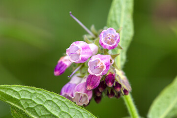 Macrophotographie de fleur sauvage - Consoude officinale - Symphytum officinale