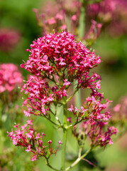 Macrophotographie de fleur sauvage - Lilas d'Espagne - Centranthus ruber