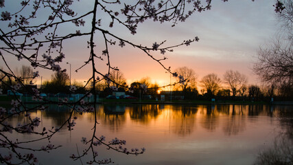 Fototapeta na wymiar Sarthe à la Suze sur Sarthe au lever du soleil avec, au premier plan, un arbre en fleurs