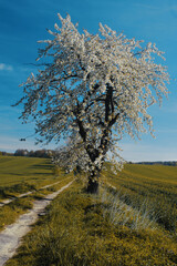 Kwitnące drzewo czereśnia, białe kwiaty © Iwona