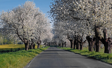 Białe kwiaty czereśni, aleja drzew © Iwona