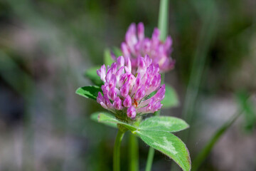 Fototapeta premium Macrophotographie de fleur sauvage - Trèfle des prés - Trifolium pratense