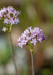 Fototapeta premium Macrophotographie de fleur sauvage - Valériane dioïque - Valeriana dioica