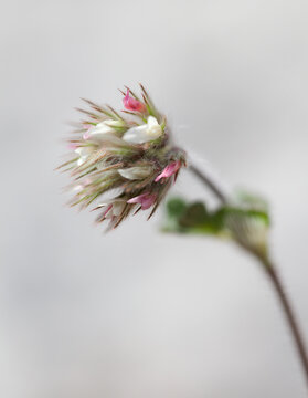 Macrophotographie de fleur sauvage - Trèfle étoilé - Trifolium stellatum