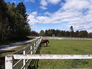 Caballo solo en un cercado en Vilalba, Galicia