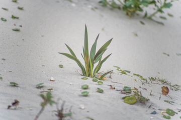 Beach Grass
