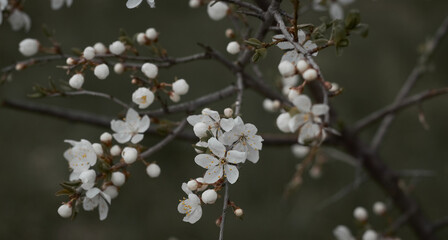 White flowers on the branches of a tree. Spring blossom background. White spring flowering.  Selective focus.