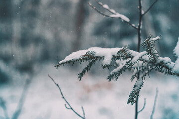 snow covered branches