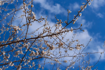 White flowers on the branches of a tree. Spring blossom background. White spring flowering. Background of blue sky and white clouds.