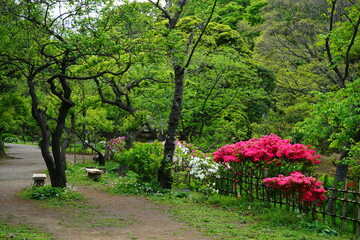 Pink and White Azalea flower blooming during Spring in Japanese garden, Japan -...
