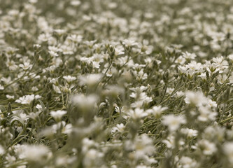 field of white flowers (Daisy)