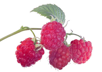 four red ripe raspberries with green single leaf