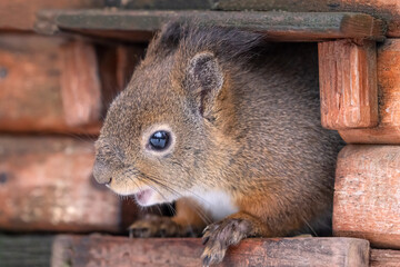 winter squirrel in wood house