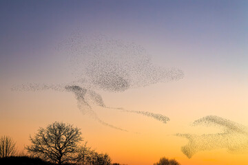 Obraz na płótnie Canvas Beautiful large flock of starlings. A flock of starlings birds fly in the Netherlands. During January and February, hundreds of thousands of starlings gathered in huge clouds. Starling murmurations.