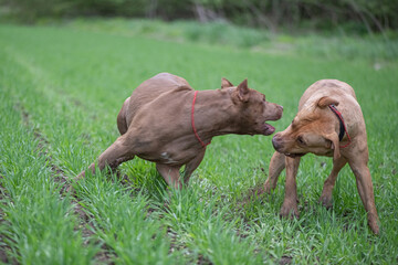 Two angry fearsome Pit Bull Terriers are fighting on a field of grass.