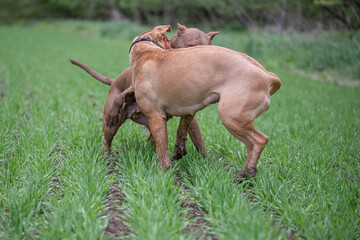Two angry fearsome Pit Bull Terriers are fighting on a field of grass.